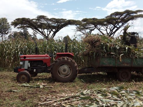 Harvesting maize for silage